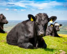 Enhance the Performance of Your Cattle with High-Quality Bulls