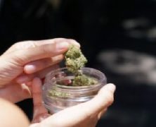 What To Know About Cannabis Delivery In Orange County