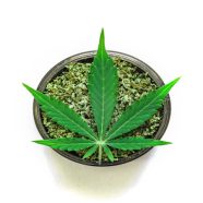 Factors to Consider for a Successful Marijuana Marketing Strategy