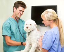 The Benefits Of A Reliable Animal Clinic In Los Angeles