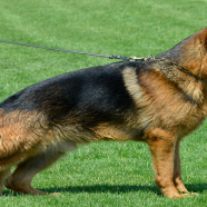 Buy Security Guard Dogs: Enhance Home Security with Loyal Protection