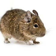Effective solutions for Rodent Control Auckland that protect Aussie homes from infestations
