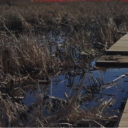 Transform Your Outdoor Space With Megadeck Solutions Perfect for American Backyards